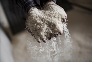 Indonesia may import another 500,000 tons of rice in 2023